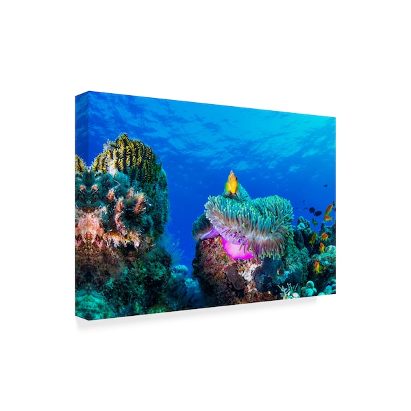 Roberto Marchegiani 'Sea Life Coral' Canvas Art,22x32